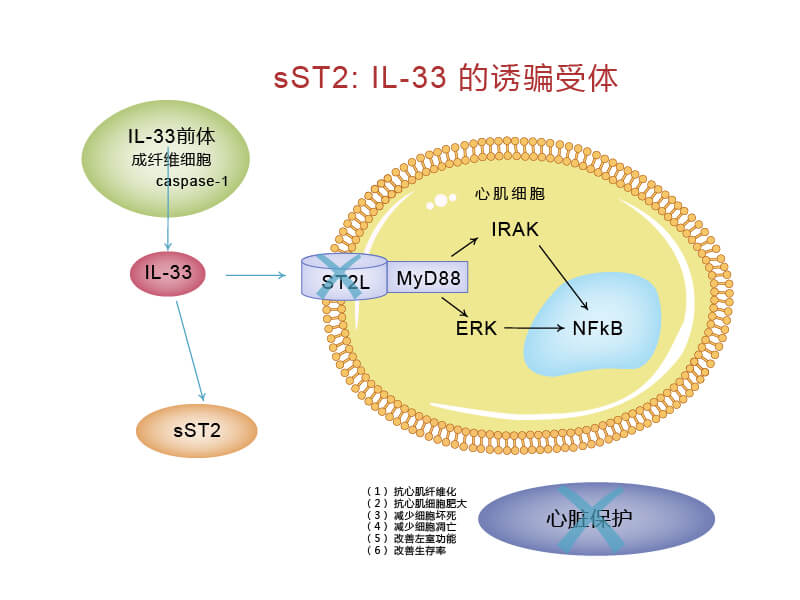 ST2L/IL-33信號通路 ST2L/IL-33信號通路