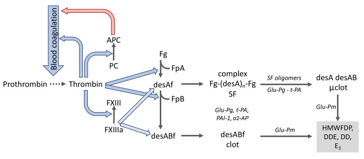 凝血激活、纖溶及蛋白C系統(tǒng)中的分子相互作用