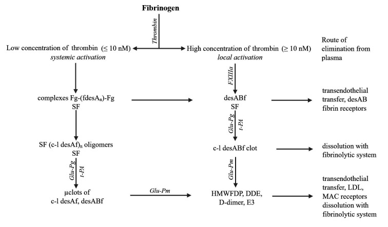SF、凝塊和聚合纖維片段的形成、溶解及去除方式